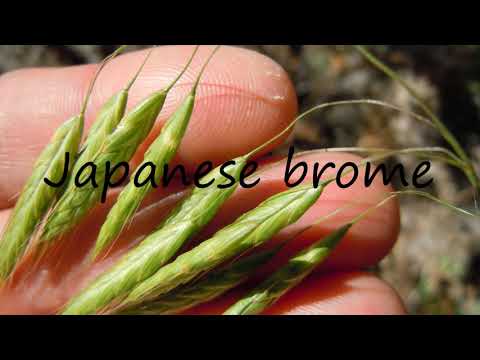 How to Pronounce Japanese brome?