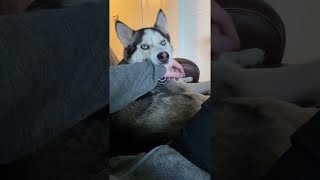 [問卦] 為什麼狗勾摸一摸就這麼爽