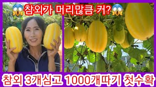 참외 3개심고 1000개따기 첫수확~참외  순치는법,재배방법,  솔림농원텃밭,주말농장,전원일기,인간극장,사노…