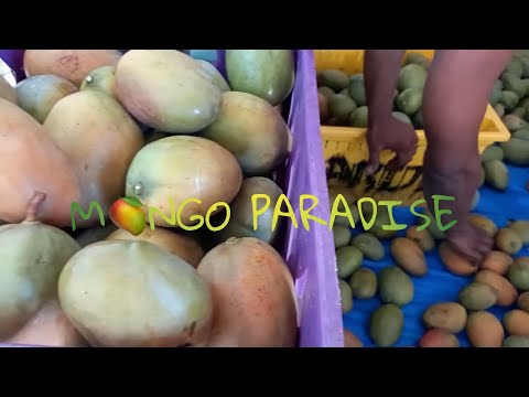 Mango Paradise in Heart Ease, St. Thomas in Jamaica!...