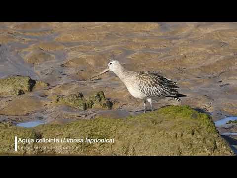 Vídeo de Limosa lapponica. <em>© César Fernández González