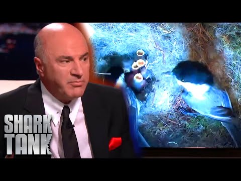 The Peep Show Shark Tank Pitch