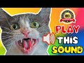 Cat Sounds To Scare Mice Away Rats Will Go Away Cat Sound Effect