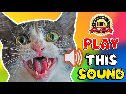 Cat sounds to scare mice away ⭐ Rats will go away 🐁 cat sound effect