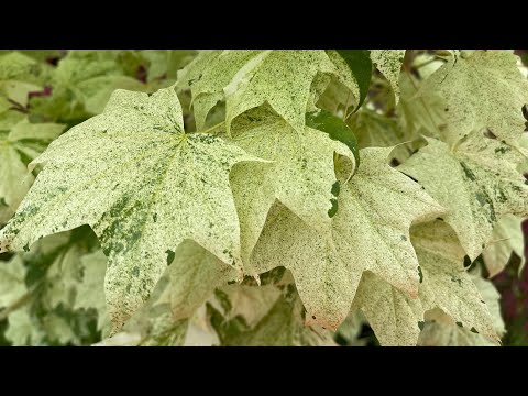 Acer pictum 'Naguri nishiki' | UBC Botanical Garden Forums