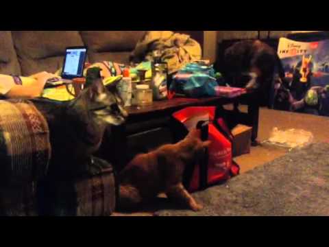 Four Kittens...watch as three of them freaking lose it.