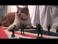 killer cat 