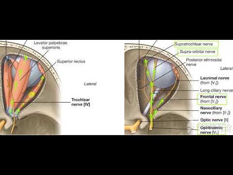 Ophthalmic nerve in orbit 2