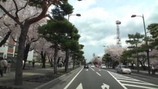 preview picture of video '【車載動画】十和田市官庁街通りの桜並木'