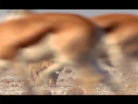 Roar: Lions Of The Kalahari (2005) Trailer