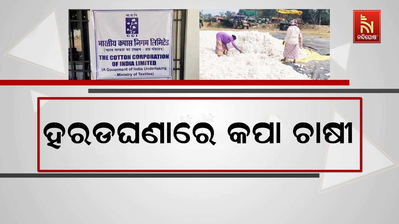 ବେହାଲ କପା ଚାଷୀ…ଖୋଲିଛି ମଣ୍ଡି, ହେଲେ ଉଠୁନି କପା | NandighoshaTV