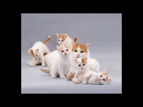Turkish Van Cat and Kittens | History of the Turkish Van Cat Breed