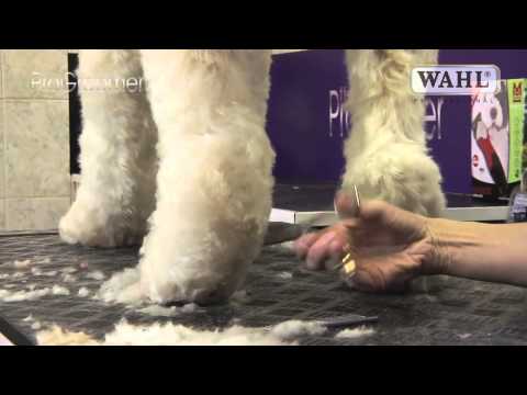 Grooming Guide - Labradoodle - Pro Groomer