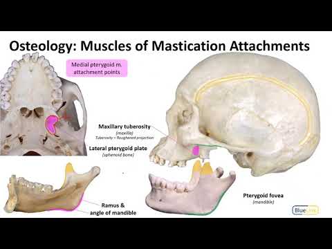 Mastication LO - Osteology