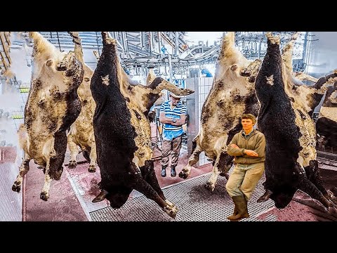 How Are Giant Cows Processed At The Factory? - Exporting US Beef - Farming Documentary
