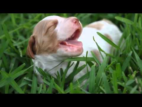 60 Seconds Of Cute Brittany Puppies!