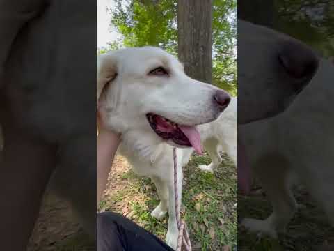 Jolene, an adoptable Great Pyrenees in Spring, TX_image-1