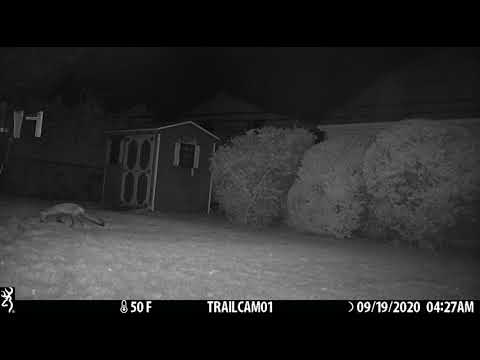 fox eats small prey19SEPT2020 0426am