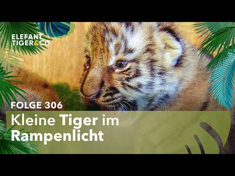 Kleine Tiger bekommen Chip gespritzt (Folge 306) | Elefant, Tiger & Co. | MDR