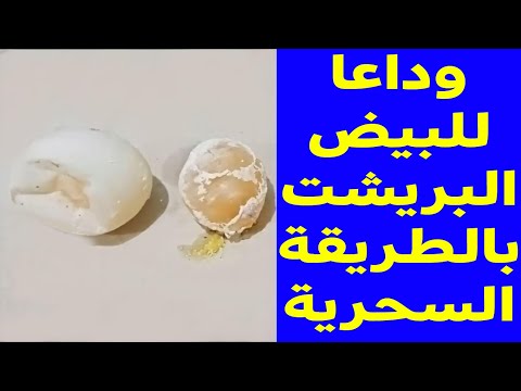 , title : 'التخلص من مشكلة البيض بريشت وبيض من غير قشر بالطريقة الطبيعية الغير مكلفة والأدوية البشرية والبيطرية'