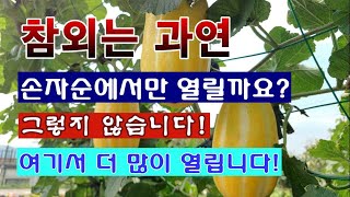 [텃밭농부 2,008]  참외는 과연 손자순에서만 열릴까요? 그렇지 않습니다. 이곳에서 더 많이 열립니다! …