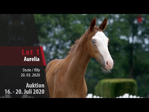 Westfälische Online Auktion 16. - 20. Juli: Lot 1 Aurelia Stute v. Arcachon NRW - Farewell III