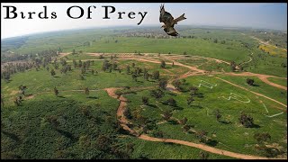 Birds Of Prey - FPV 4K