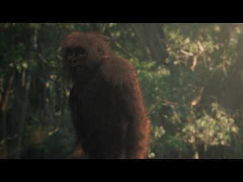 The Bauple Mountain Yowie - Revealing The Yowie