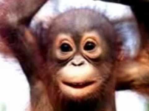monkey greetings