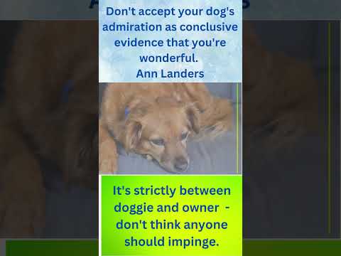 #shorts     Fun Glimpses into Dog Human Symbiotic Relationship