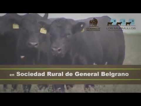 Spot Los Murmullos 2014