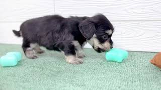 ハーフ犬の動画01