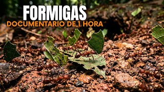 FORMIGAS: Os Engenheiros Mais Brilhantes da Natureza que Criam Impérios Subterrâneos - Documentário