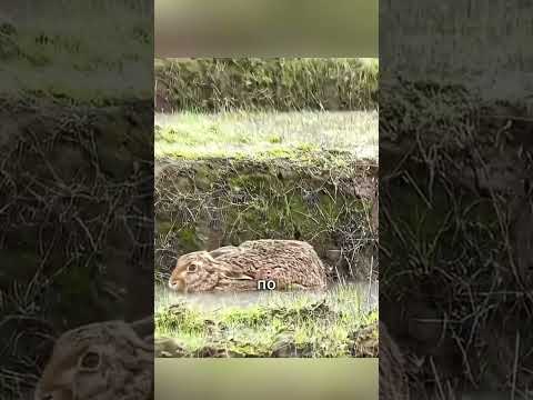 😱 Крольчиха спрятала детей в землю и побежала навстречу собакам! 🐇