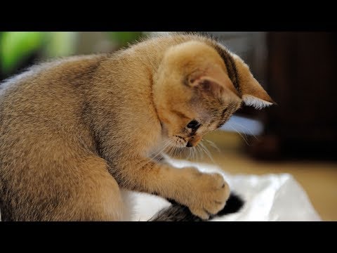 Gülme Krizine Sokan Kediler