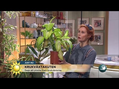 , title : 'Krukväxtakuten - så räddar du dina vintertrötta växter - Nyhetsmorgon (TV4)'