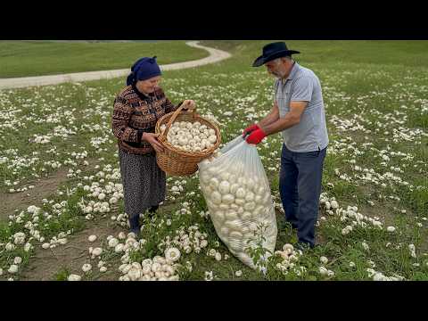 From the Mountain to the Table!  Foraging for Mushrooms on Rocky Terrain REALLY Worth the Risk?