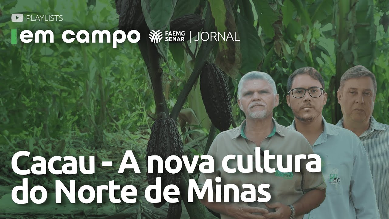 CACAU: a nova cultura do Norte de Minas | Jornal EM CAMPO - 5ª edição