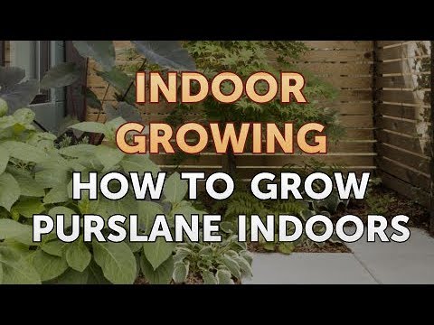 How to Regrow a Broken Aloe Leaf