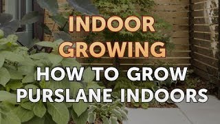 How to Grow Purslane Indoors