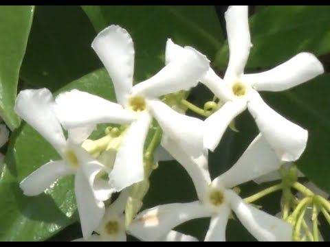 クライミングスタージャスミン：維持方法は？綺麗に開花させるコツ！  庭園