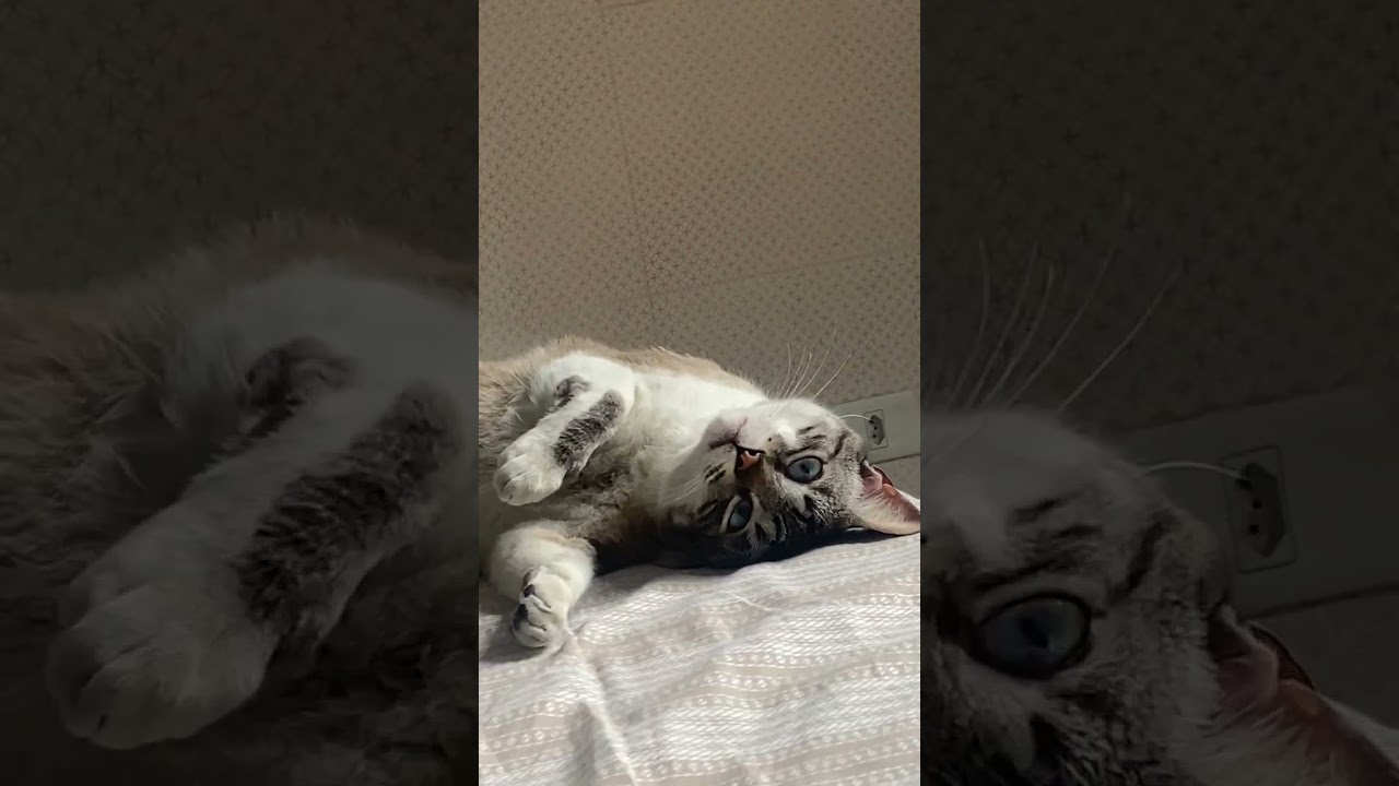 Gato raça SRD-ViraLata idade 5 anos nome Angelino (Nino) 