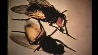 Halo Of Flies - No Time