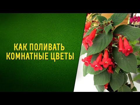 Как поливать комнатные цветы