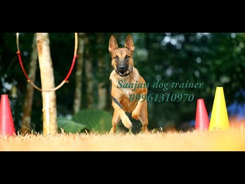saajan saji cyriac dog training school at pala...09961310970
