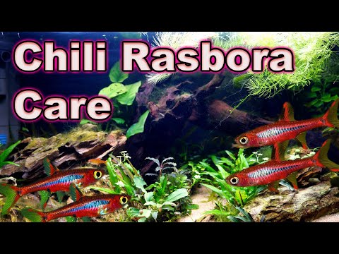 A Tiny Little MUST Have Fish! Chili Rasbora Care and Breeding