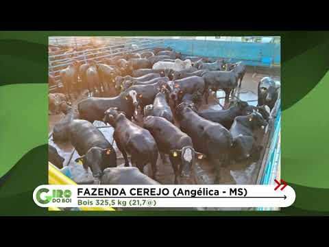 BOIADA PRECOCE DE ZERO DENTES E QUASE 22@ RENDE BÔNUS EM MS