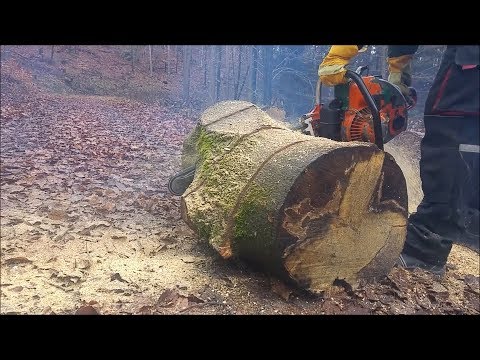 Starkholzeinsatz mit Dolmar CC116 | Dicke Buchenstämme zerlegen mit 63cm Schwert