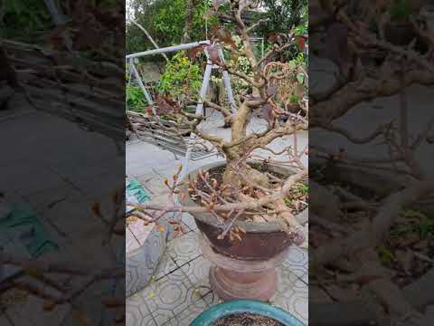 Mai Huế đón tết 2020