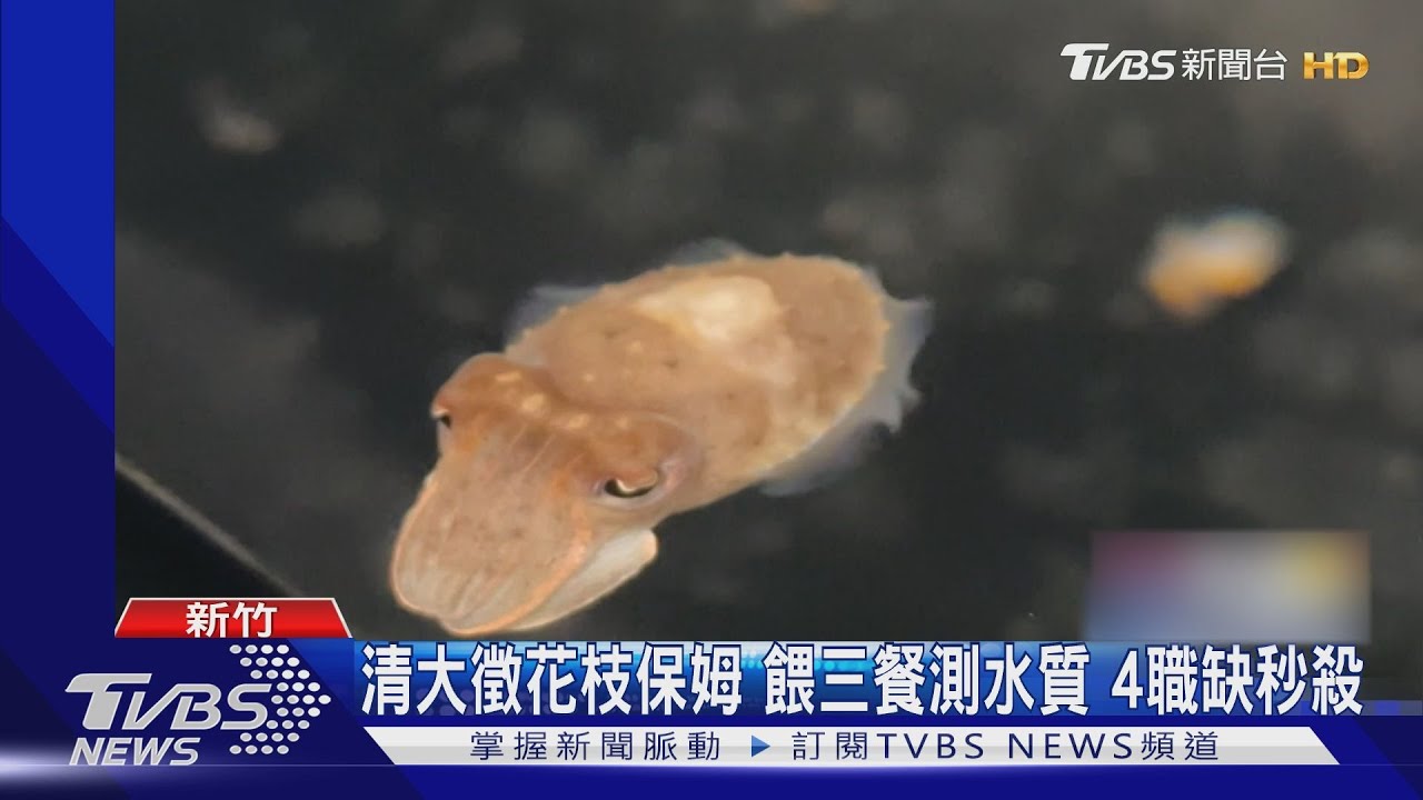 清大徵「花枝工讀生」!照三餐餵食.測水質 教授:養殖難度高